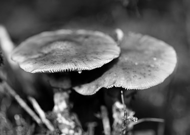 Mushrooms black and white