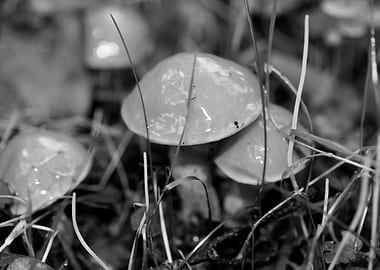 Mushrooms black and white