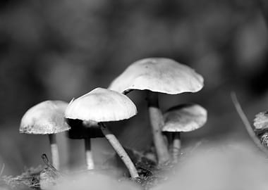 Mushrooms black and white