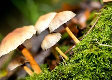 Trippy mushrooms close up