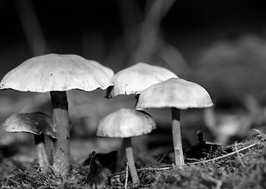 Mushrooms black and white