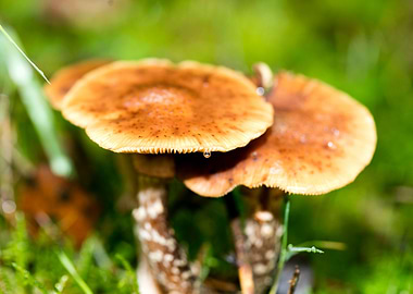 Trippy mushrooms close up