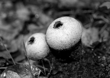 Mushrooms black and white