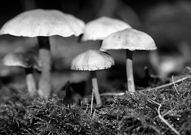 Mushrooms black and white