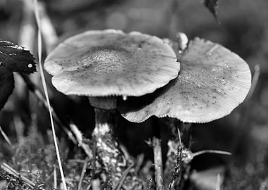 Mushrooms black and white