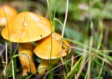 Trippy mushrooms close up