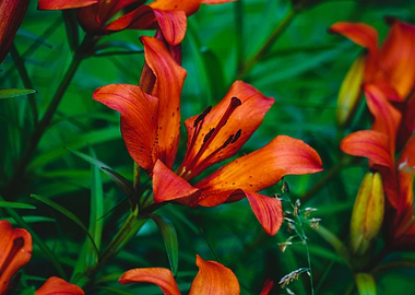 Lily flower photography