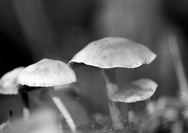Mushrooms black and white