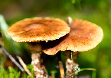 Trippy mushrooms close up