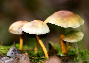 Trippy mushrooms close up