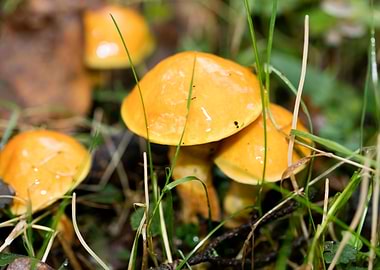 Trippy mushrooms close up