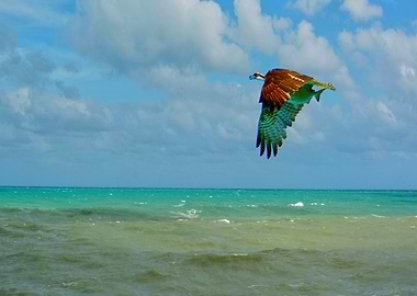 lucky osprey with dinner