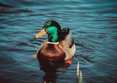 A duck swimming in a lake