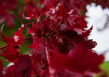 Red leaves