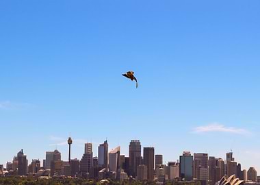 Sydney Skyline Eagle