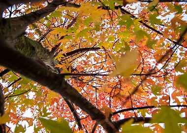 Beautiful fall colours