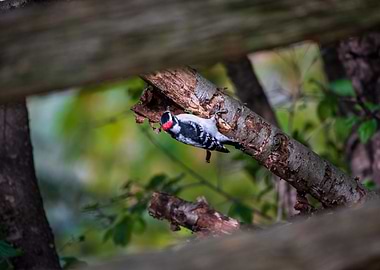 Downy woodpecker on a tree