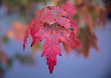 Red leaves on a rainy day