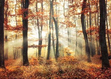 Autumn morning sunrays