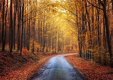 Fall forest road