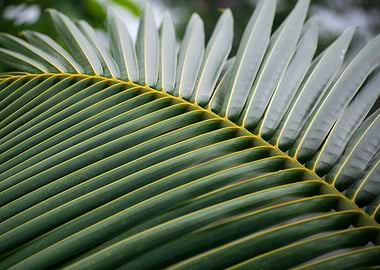 Coconut tree leaf