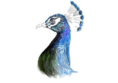 peacock bird