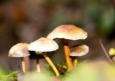 Trippy mushroom fine print