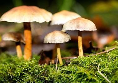 Trippy mushroom fine print