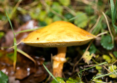 Trippy mushroom fine print