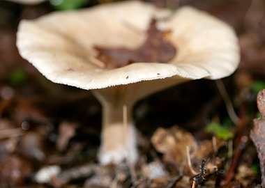 Trippy mushroom fine print