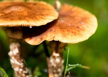 Trippy mushroom fine print