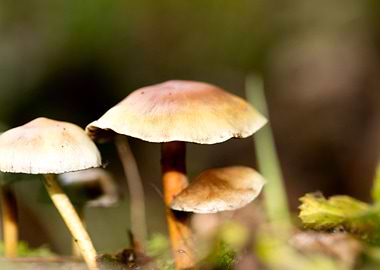 Trippy mushroom fine print