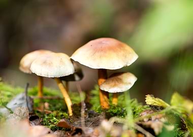 Trippy mushroom fine print