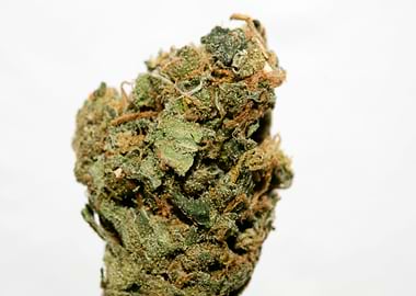 Lemon bubble super skunk