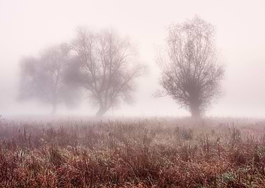 Misty foggy cold morning