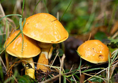 Trippy mushroom fine print