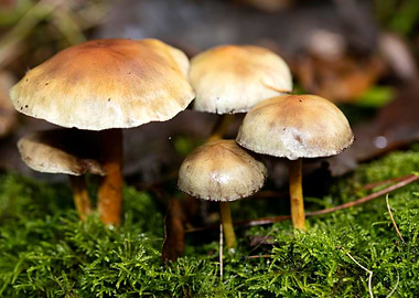 Trippy mushroom fine print