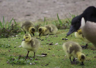 Ducklings