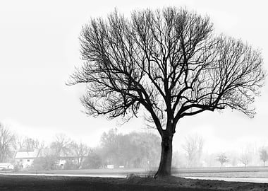 lonely tree in the fog