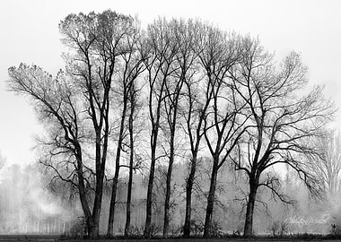 AutumnTrees in Fog