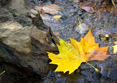 Leaf by Rock