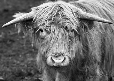 Scotish Highlight cow