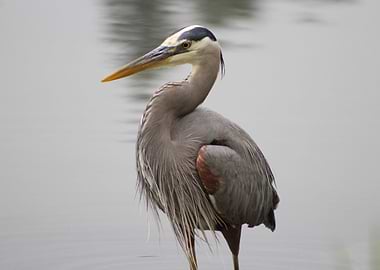 Blue Heron