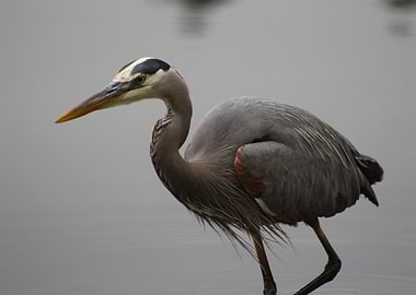 Blue Heron