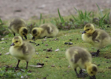 Ducklings