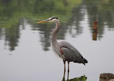 Blue Heron