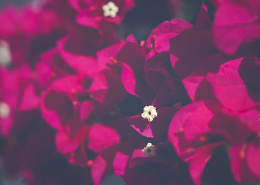 bougainvillea in pink