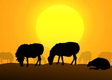 Sheep at Sunset