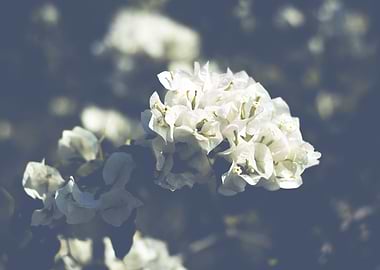 bougainvillea in white