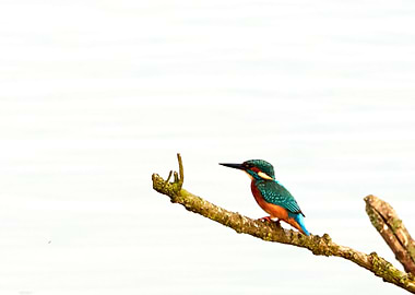 Kingfisher on a branch